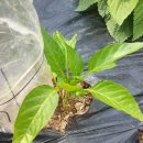 손씨농장 이미지