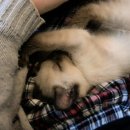 살랑 그루밍 이미지