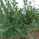 아로니아 때 알리기 6 / Hugin 열매특징과 수확시기 이미지