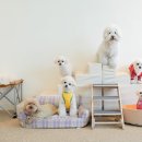 뭉티의 하루 이미지