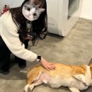 (주)펫닥 이미지