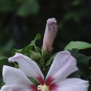 (주)무궁화식품 이미지