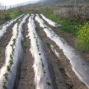 서상농장 이미지