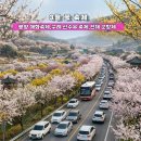 14단지매화(26329) | [3월 꽃축제] 광양 매화축제,진해 군항제,구례 산수유 꽃축제