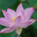 연꽃이야기 이미지