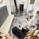 그루비독 이미지