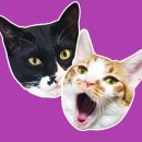 현대 강아지＆고양이 | 현대해상 고양이 펫보험 가입, 청구 직접 해본 후기