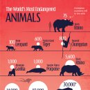 순위: 세계에서 가장 멸종 위기에 처한 동물 이미지