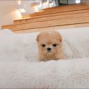 야옹아 멍멍해봐 강아지고양이 평택점 이미지