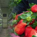 혜숙농장 이미지