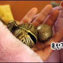 화북초교 입석분교 이미지