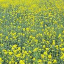 면민복지회관경로당 | 포항가볼만한곳 포항 호미곶 유채꽃 주차정보까지 정리