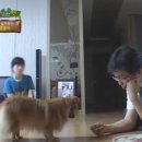 아이러브펫 이미지