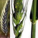 트리티케일(라이밀, Triticale)