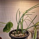 새한약국 이미지