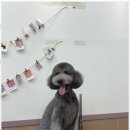 우리 펫 살롱 이미지
