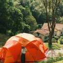 금성애견 이미지