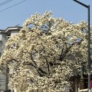 카페빈스 | 서울 목련 카페 추천 상봉 빈스로드｜봄 분위기 브런치 맛집 후기