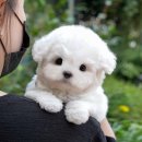 브리더하우스 | 울산강아지분양 깐깐했던 기준에 충족한 미유펫 후기