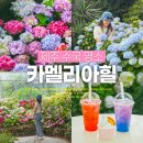 제주 수국 명소 카멜리아힐, 서귀포 가볼 만한 곳 방문 후기