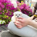 블리독(동대문장안점) 이미지