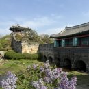 꽃길따라 | 수원 봄나들이 피크닉 봄꽃 명소, 행궁동 방화수류정 라일락 꽃길 실시간 후기