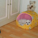 호테네 Daum카페