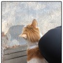 어강 이미지