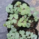 브니엘 | 자연스러운 정원 분위기 매발톱꽃 <브니엘꽃농원>후기