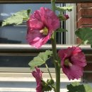 삼계초등학교 이미지