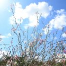 뭉게구름 이미지
