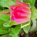 유튜브/WEA 서울총회 개최와 관련한 교회연합신문 기사내용 이미지