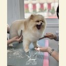 애니네 반려견 미용실 | [양산애견미용학원] 국비보다 빠르게! 양산 애견미용학원 실견 중심 커리큘럼으로 6개월 완성💡