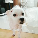 삐삐 펫살롱 이미지