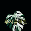 루시플랜트