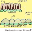 한국춘란 꽃 발색의 이해/01(난일용41) 이미지