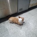 보리네포차 이미지