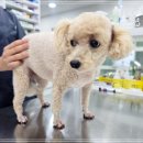 주안동물병원 이미지