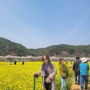 홍화다방 | [공지] 동백여행사 관광버스 투어 삼척 맹방유채꽃축제 다녀 온 후기