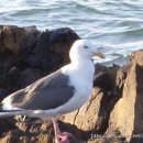 부산갈매기 이미지