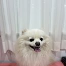 멍블리스 이미지