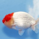 홍백농장 이미지