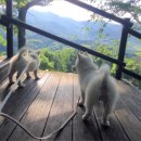 지리산동물병원 이미지