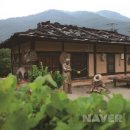 [대한민국 대표 꽃길] 강원도 정선 민둥산 억새-바람에 하늘거리는 외로운 억새 소리/&#34;이 가을, 20만평...