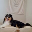 용이랑 백호랑 이미지