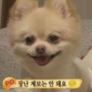 동물농장 이미지