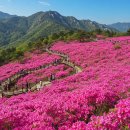 2025년 철쭉 명소 완벽 정복! 놓치면 후회할 철쭉 축제 &amp; 인생샷 명당은