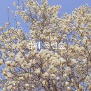 목련공원 화장실 | 김해 흥동 목련숲 시민의숲 목련 명소 꽃말 가는길 주차장 맛집 개화상황 (25.3.21.)