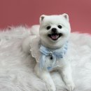 또왕또왕 Dog Salon 이미지