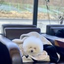 아라애견 이미지
